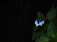 Leica M EV1＋Summicron C 40mm F2で紫陽花を撮る＠王子 飛鳥山公園