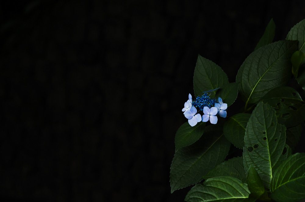 Leica M EV1＋Summicron C 40mm F2で紫陽花を撮る＠王子 飛鳥山公園