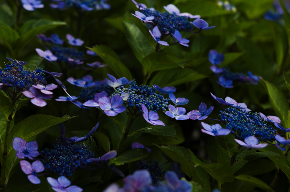 Leica M EV1＋Summicron C 40mm F2で紫陽花を撮る＠王子 飛鳥山公園