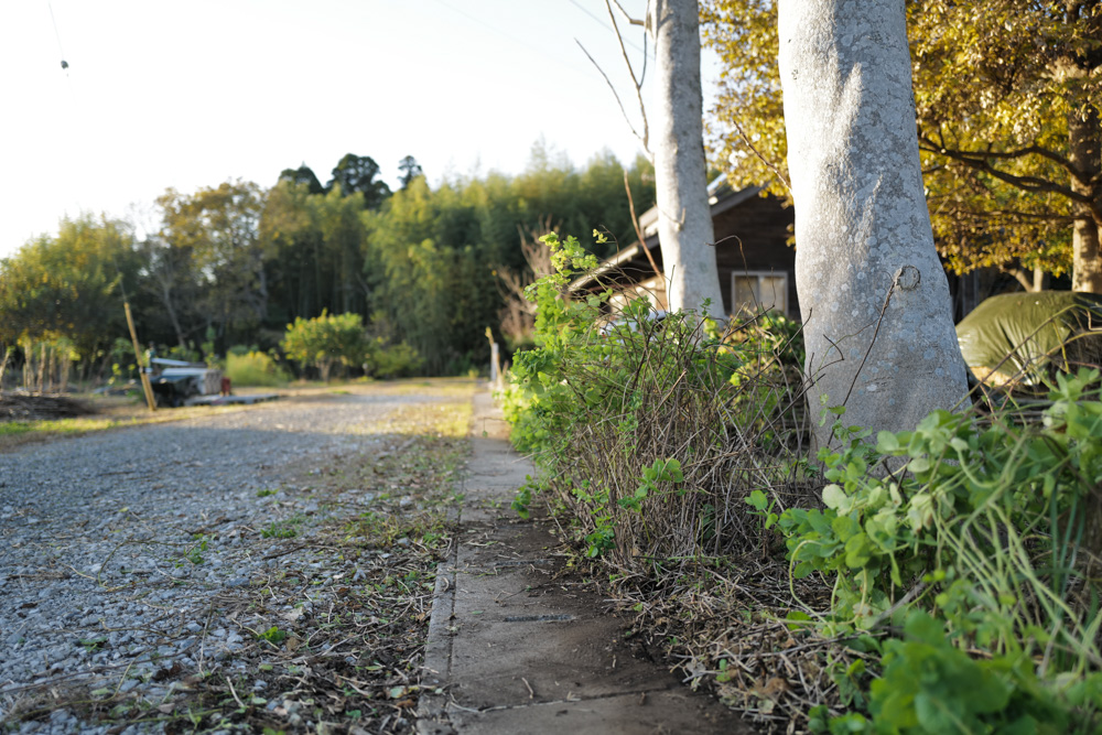 1年の終わりの日　田んぼにお飾りを戻す日