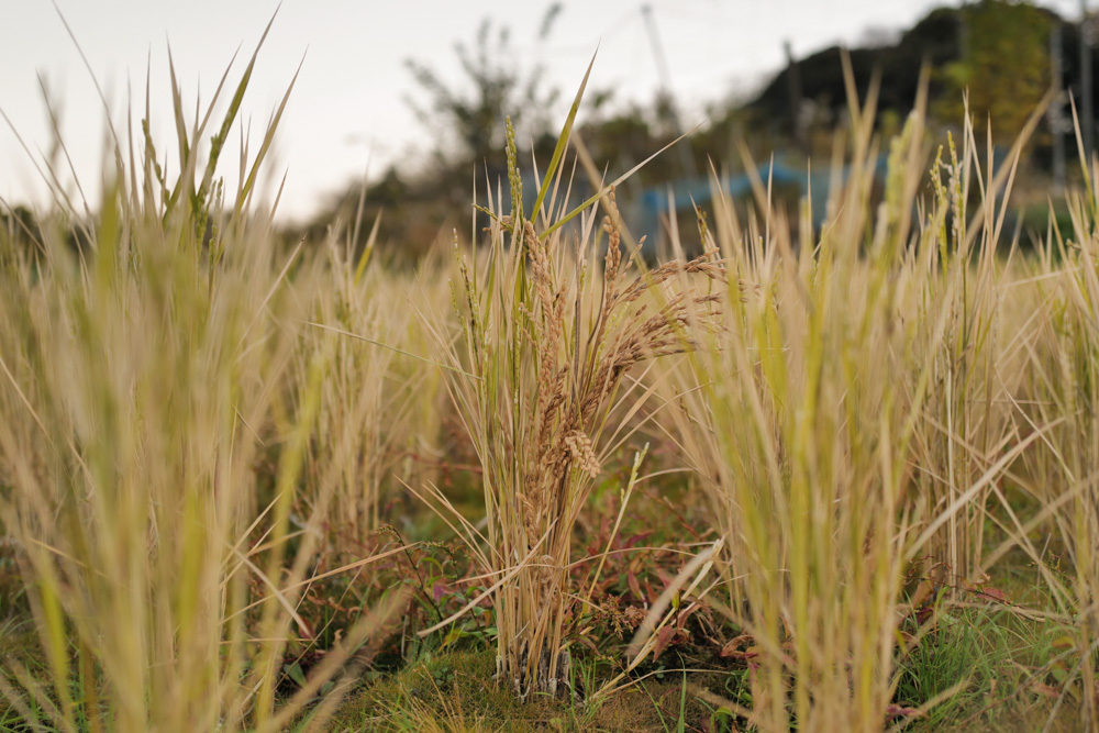 1年の終わりの日　田んぼにお飾りを戻す日