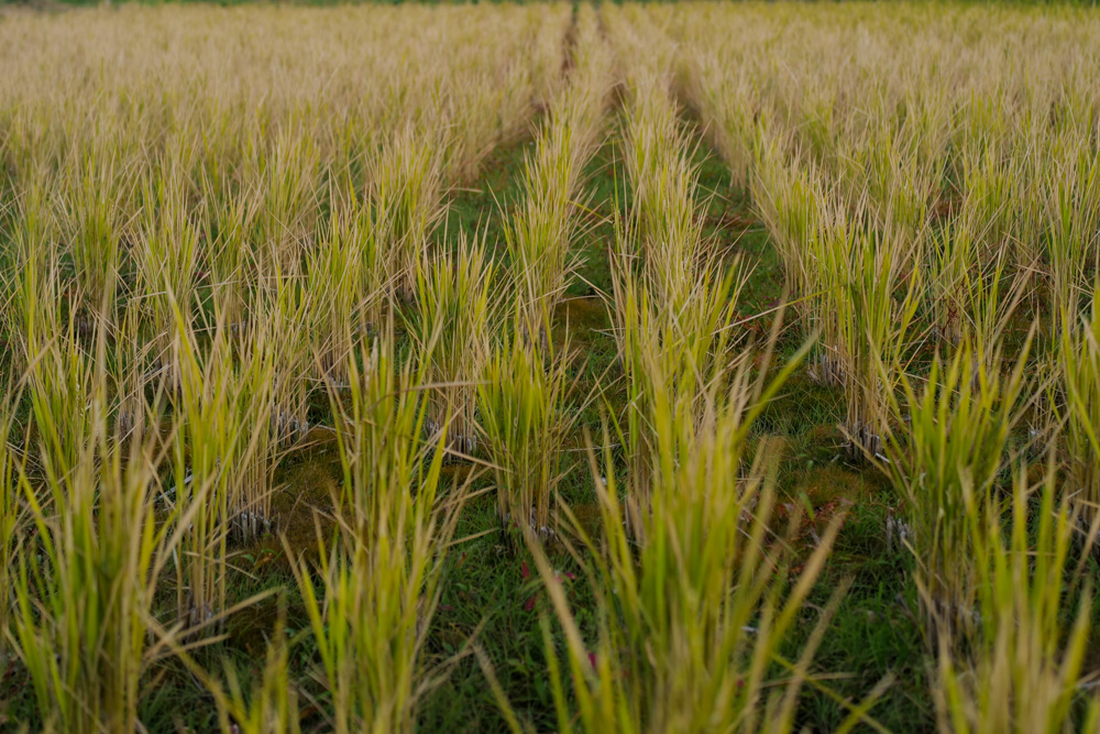1年の終わりの日　田んぼにお飾りを戻す日