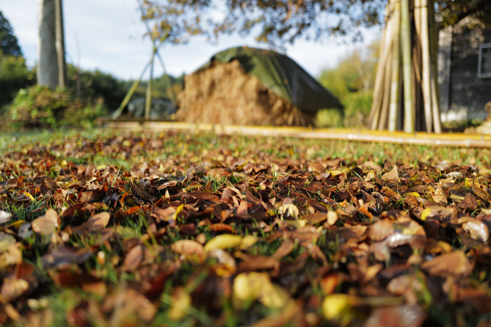 ひと足さきに年明けです！ Walk on the Wild Side
