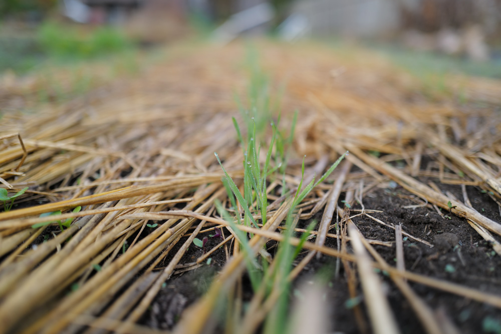 ひと足さきに年明けです！ Walk on the Wild Side
