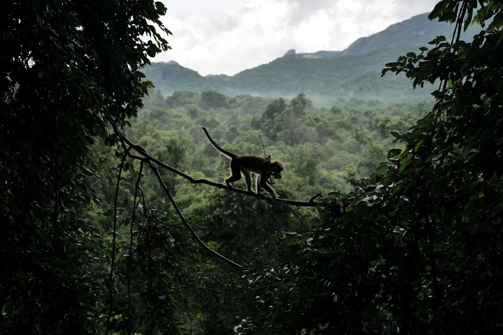 スリランカの密林に佇むジェフリー・バワ設計のホテル ヘリタンス・カンダラマ　Geoffrey Bawa's Heritance Kandalama nestled in the jungles of Sri Lanka