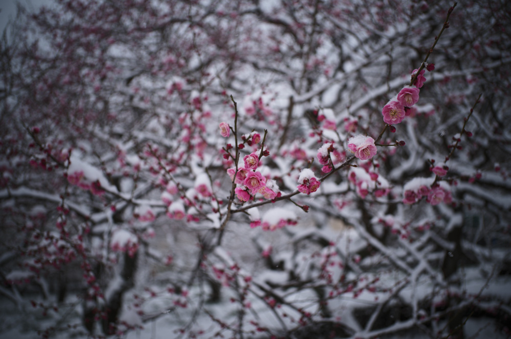 雪の東京　新宿御苑雪模様