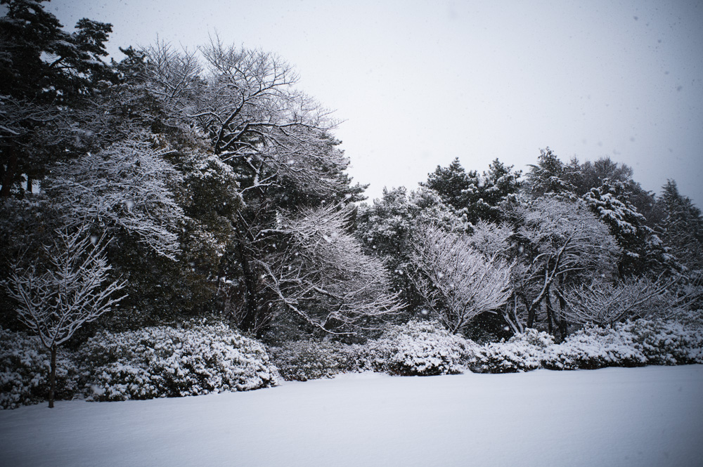 雪の東京　新宿御苑雪模様