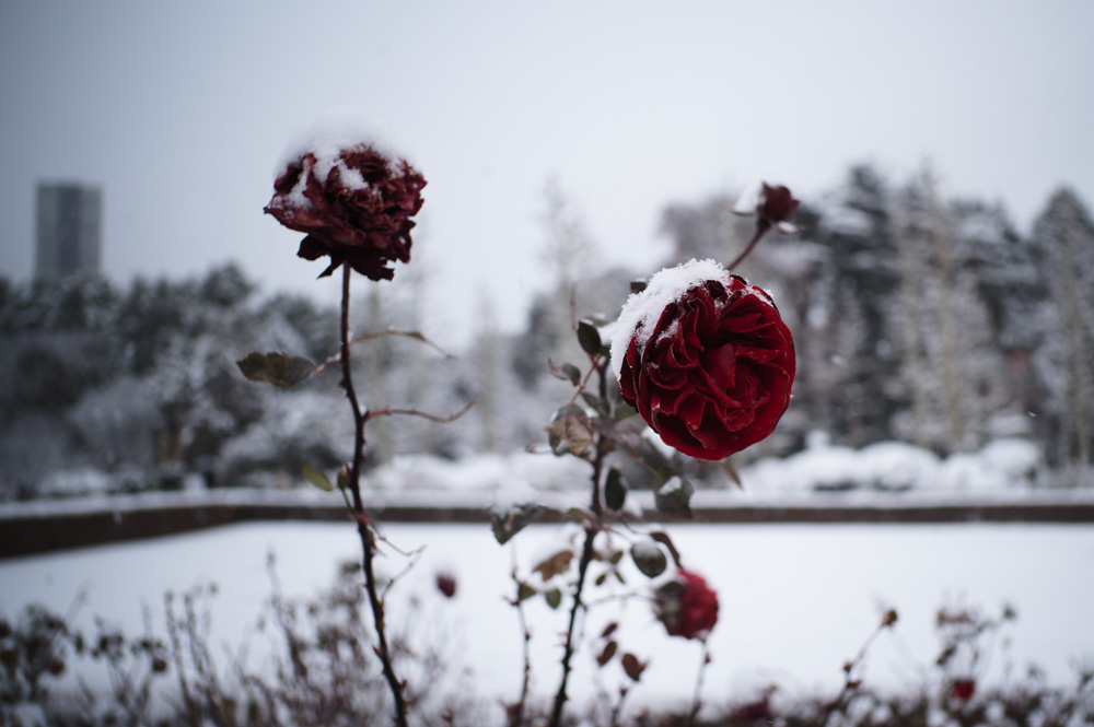 雪の東京　新宿御苑雪模様
