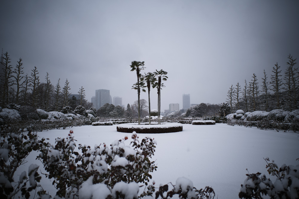 雪の東京　新宿御苑雪模様