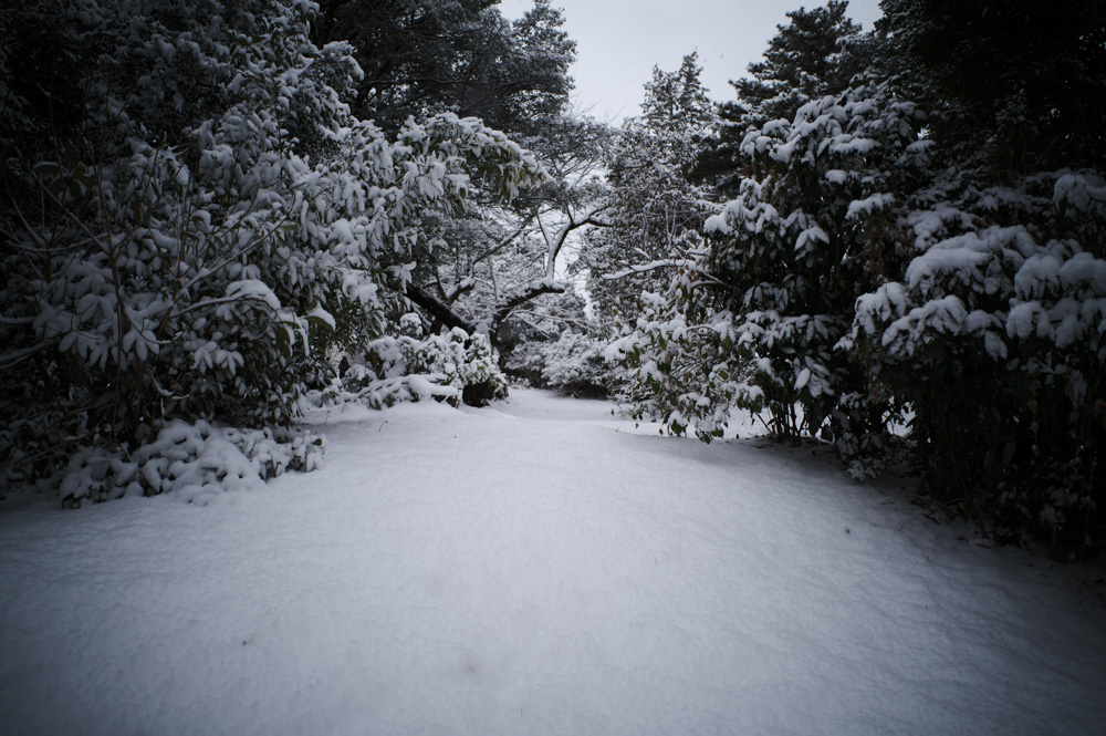 雪の東京　新宿御苑雪模様