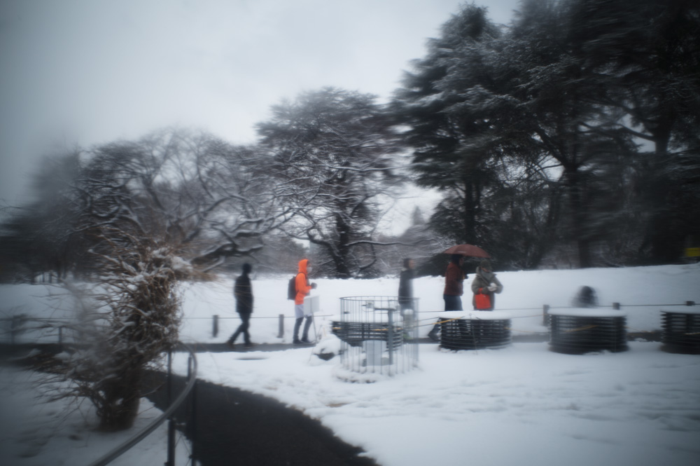 雪の東京　新宿御苑雪模様