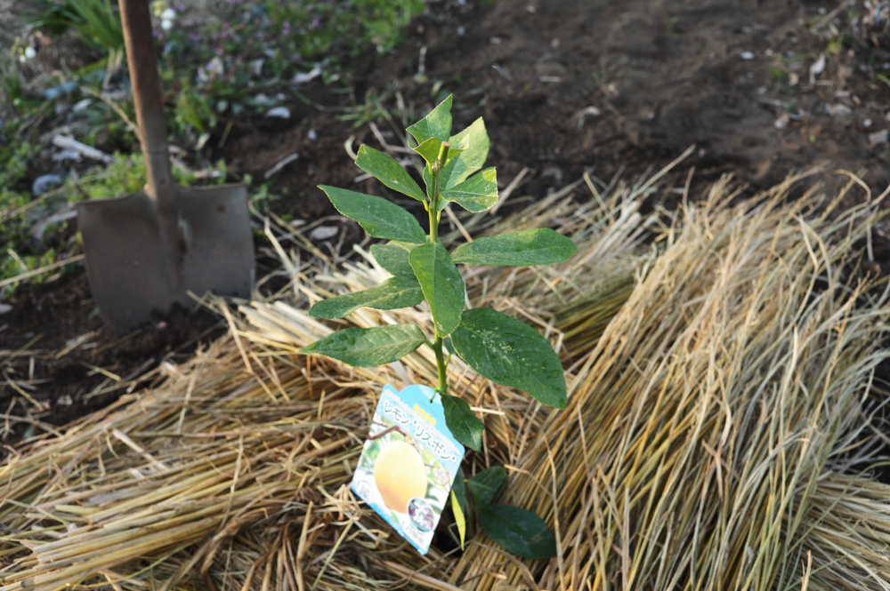 残渣を燃やし竹の抜根、レモンの苗木を植える