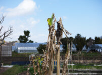 春めいてきた房総　レタスミックスの種下ろし