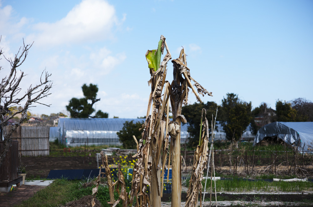 春めいてきた房総　レタスミックスの種下ろし