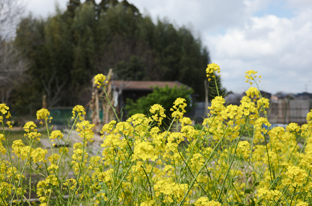 春めいてきた房総　レタスミックスの種下ろし