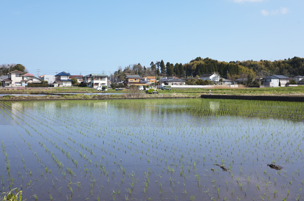 春めいてきた房総　レタスミックスの種下ろし