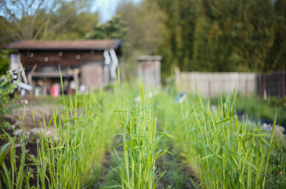 夏野菜の準備　小屋横の区画を整える