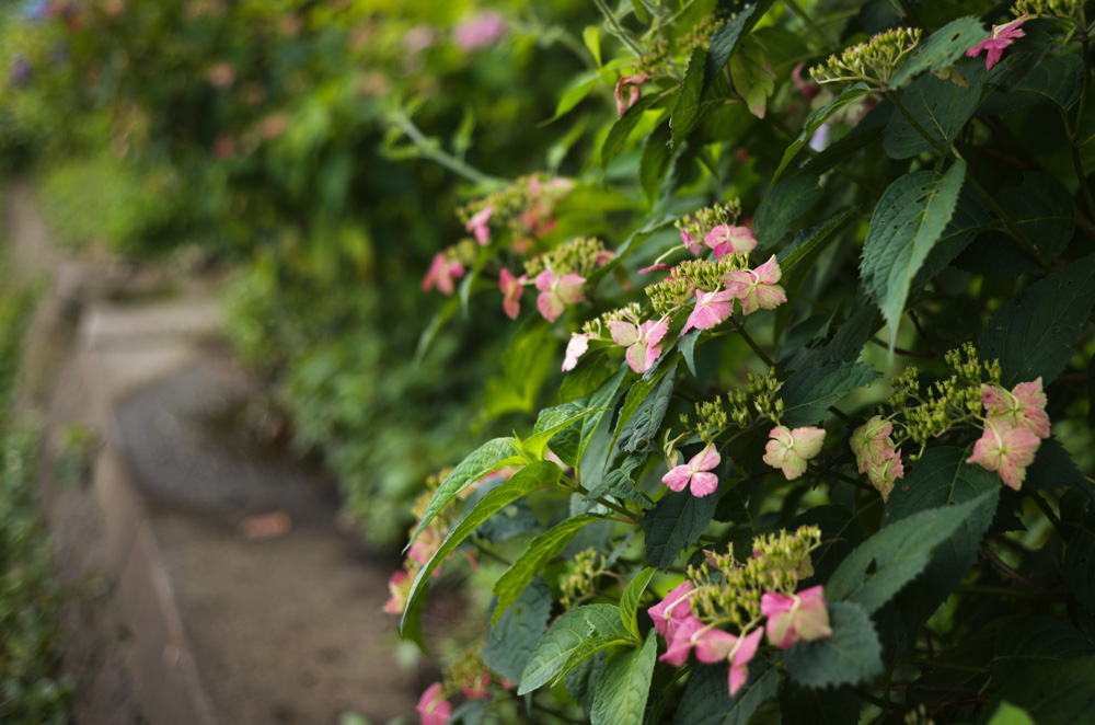 Leica M EV1＋Summicron C 40mm F2で紫陽花を撮る＠王子 飛鳥山公園
