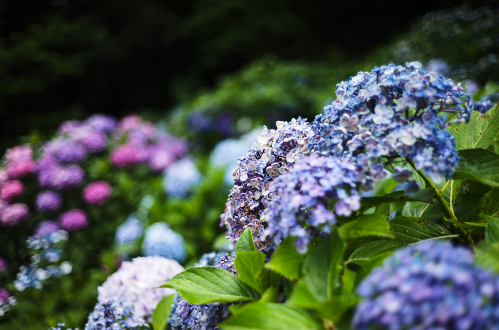 Leica M EV1＋Summicron C 40mm F2で紫陽花を撮る＠王子 飛鳥山公園