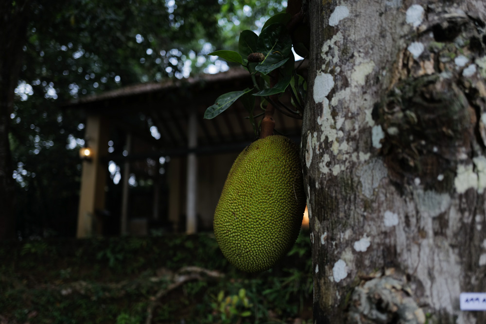 スリランカの建築家ジェフリー・バワの別荘 ルヌガンガへ Lunuganga Estate by Geoffrey Bawa