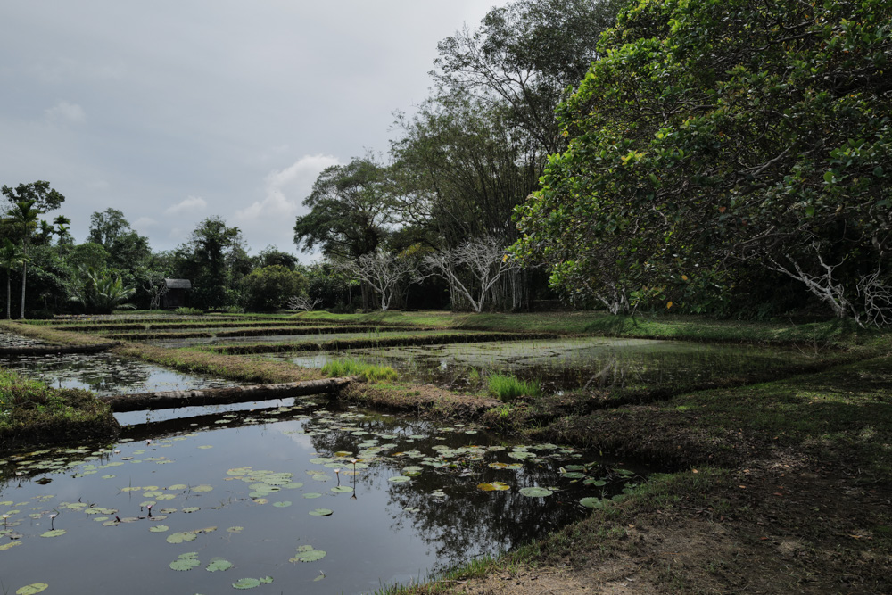 スリランカの建築家ジェフリー・バワの別荘 ルヌガンガへ Lunuganga Estate by Geoffrey Bawa