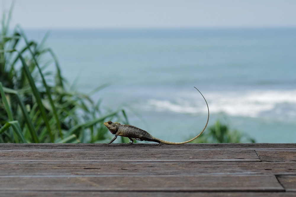 インド洋に面した城塞都市ゴールの歴史を刻むジェフリー・バワ設計 ジェットウィング ライトハウス　Jetwing Lighthouse designed by Geoffrey Bawa located in Galle SriLanka