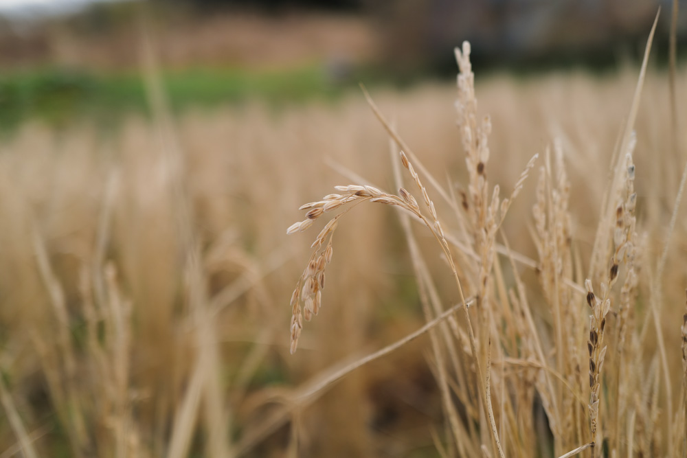 2025年冬至、野良始めは田起こしから