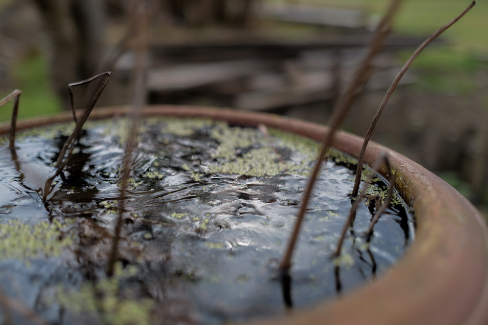 蓮の鉢に氷が張り、水仙が咲く　田起こしDAY2