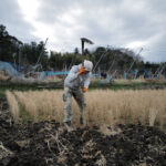 蓮壺に氷が張り、水仙が咲く　田起こしDAY2