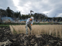 蓮壺に氷が張り、水仙が咲く　田起こしDAY2