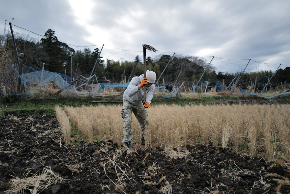 蓮壺に氷が張り、水仙が咲く　田起こしDAY2