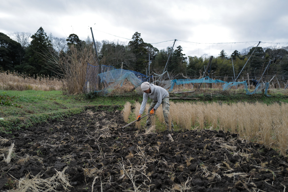 蓮の鉢に氷が張り、水仙が咲く　田起こしDAY2