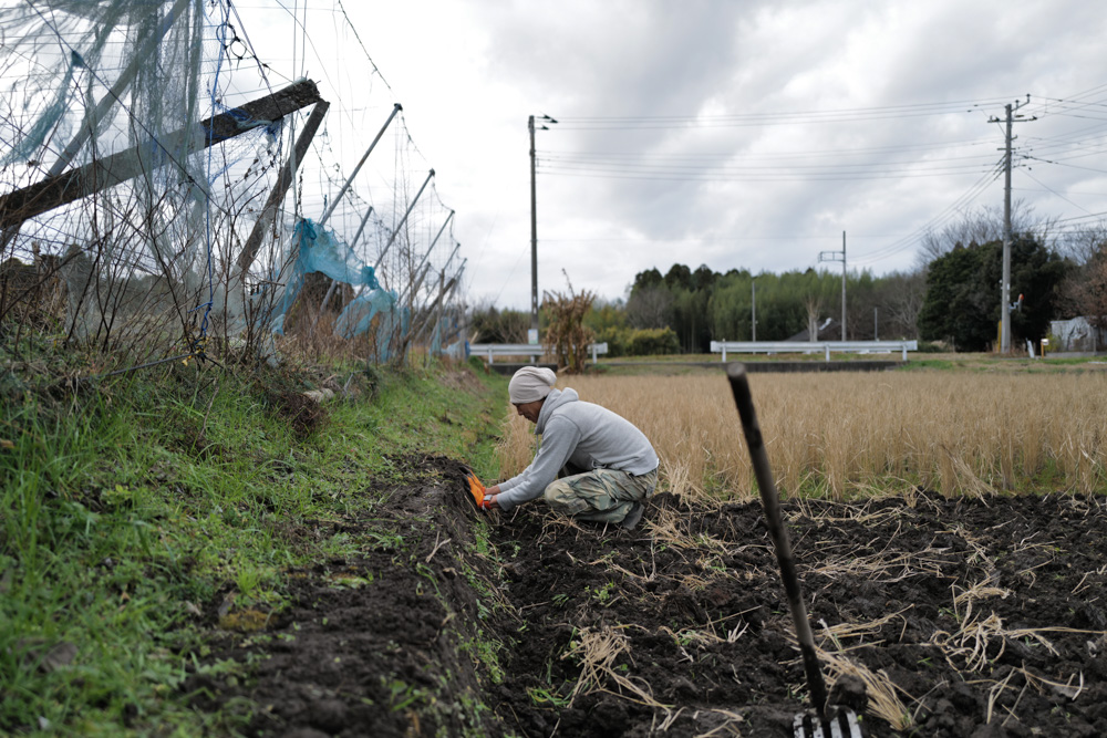 蓮の鉢に氷が張り、水仙が咲く　田起こしDAY2