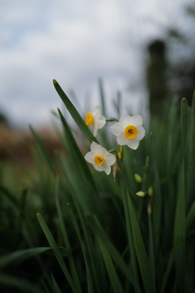 蓮の鉢に氷が張り、水仙が咲く　田起こしDAY2