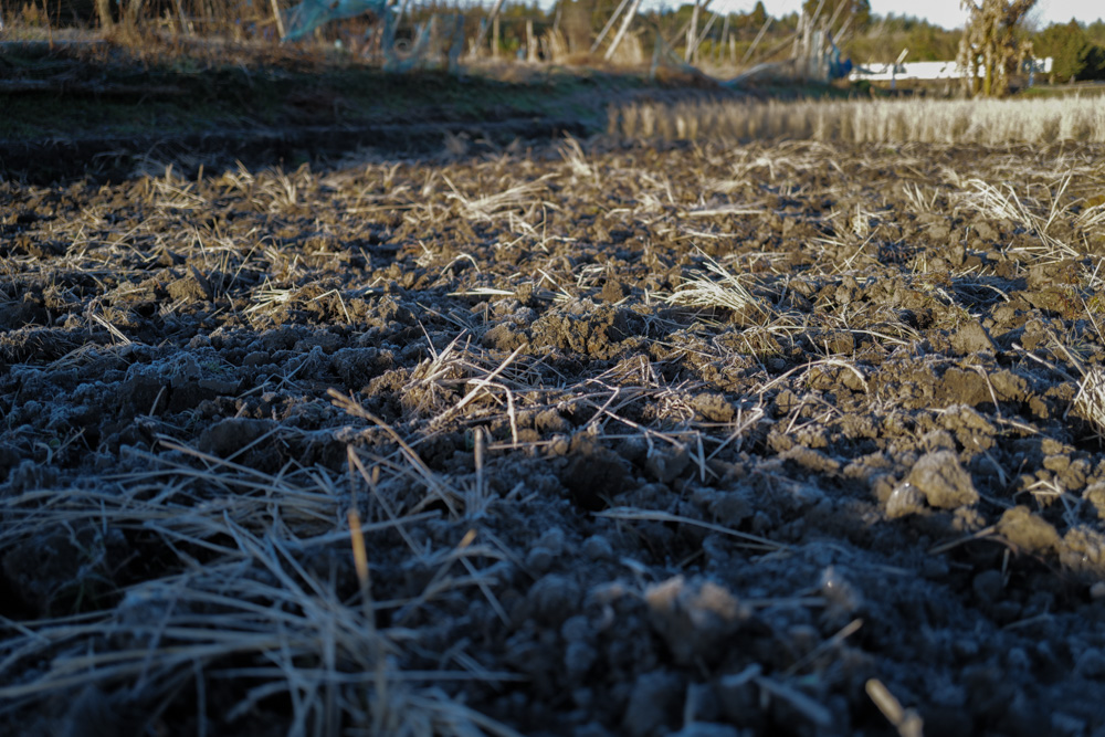 新春田んぼはじめ 田起こしDAY6