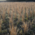 新春田んぼはじめ 田起こしDAY6