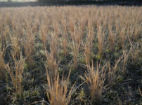 新春田んぼはじめ 田起こしDAY6