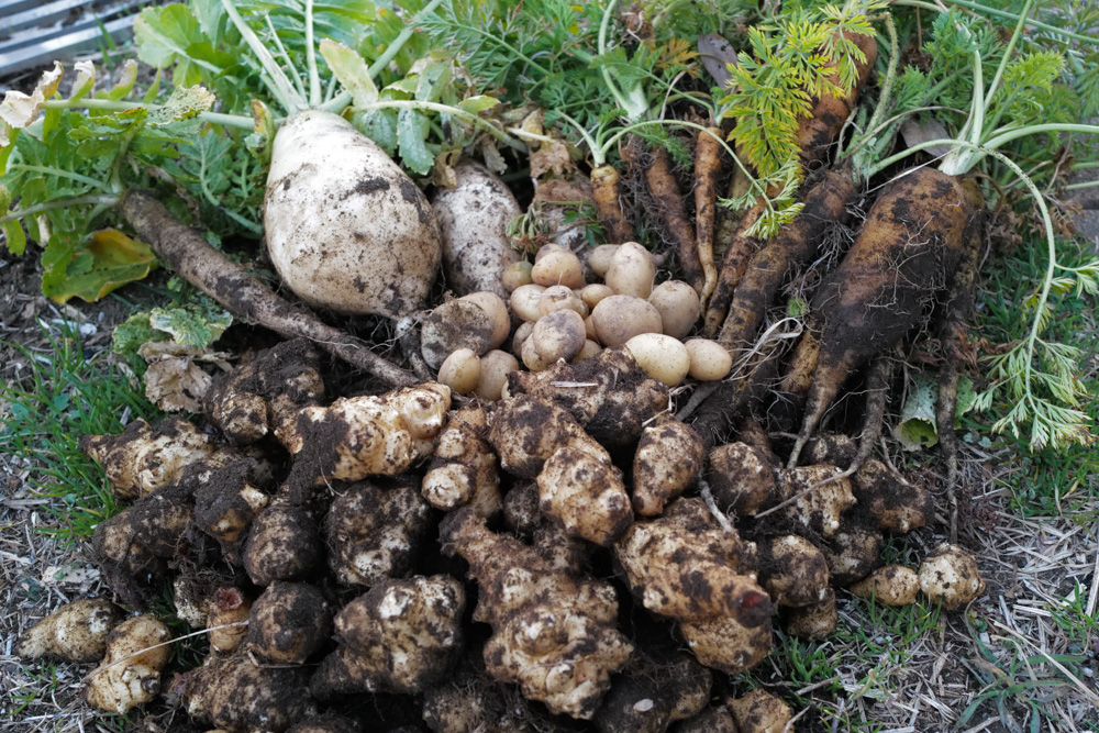 春を感じる1日 敷地前面を整えじゃがいもの植え付け準備をする