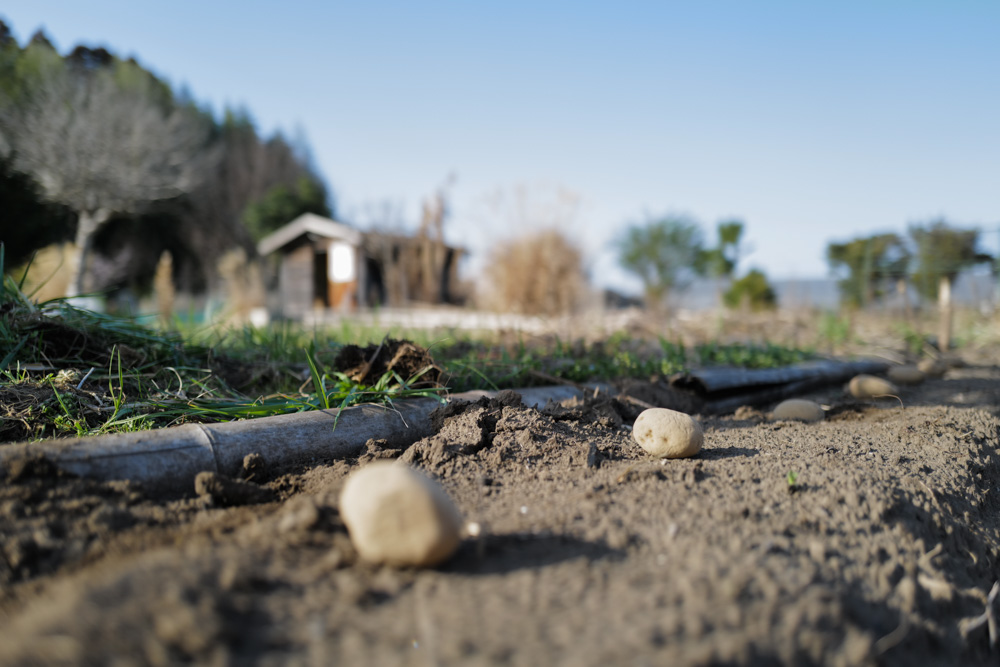 2026年 畑始め じゃがいもの植え付け