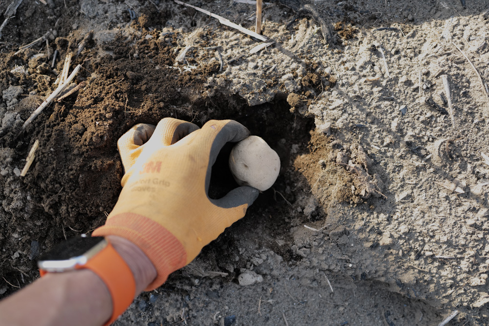 2026年 畑始め じゃがいもの植え付け