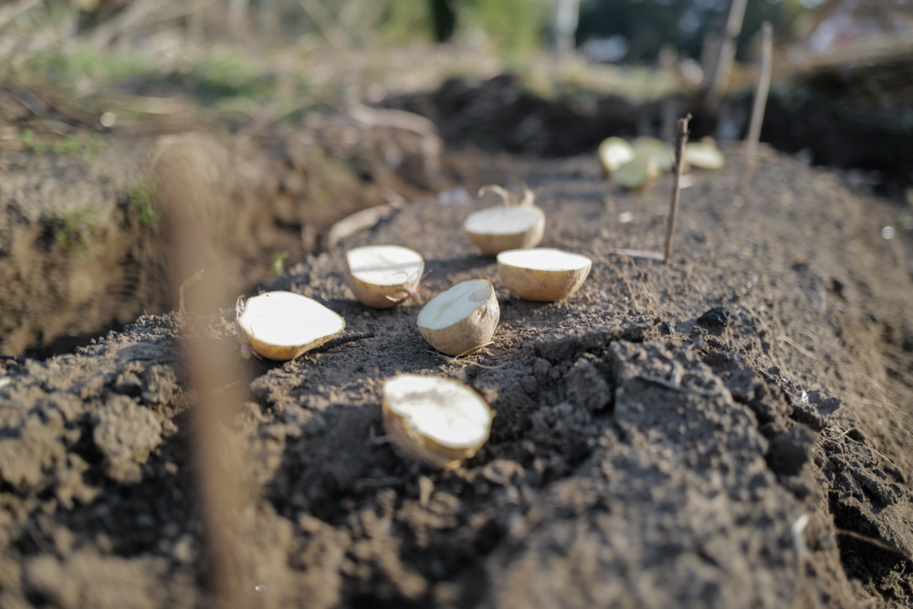 2026年 畑始め じゃがいもの植え付け
