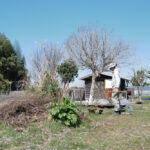 残渣を燃やし竹の抜根、レモンの苗木を植える