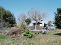 残渣を燃やし竹の抜根、レモンの苗木を植える