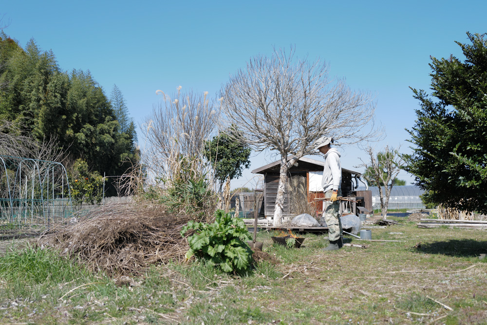 残渣を燃やし竹の抜根、レモンの苗木を植える