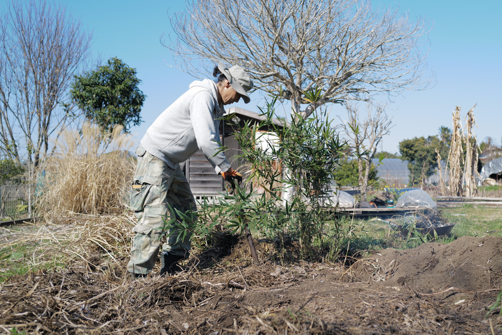 残渣を燃やし竹の抜根、レモンの苗木を植える