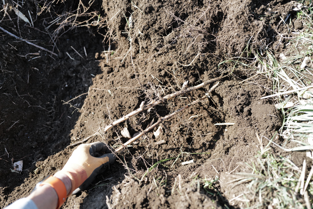 残渣を燃やし竹の抜根、レモンの苗木を植える