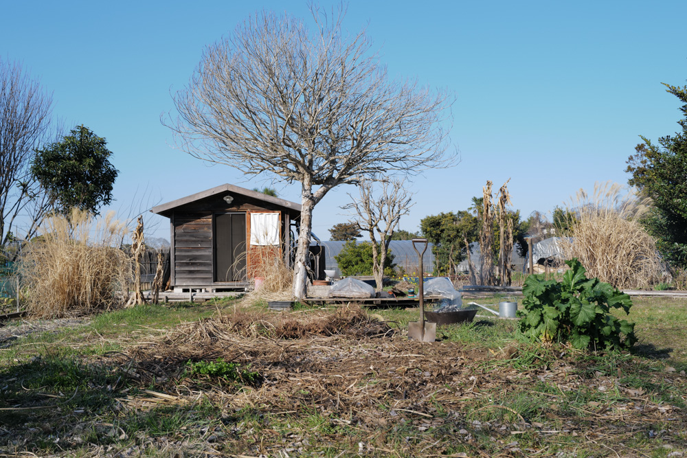 残渣を燃やし竹の抜根、レモンの苗木を植える