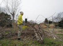 キウイの剪定と倒壊したパーゴラの撤去、さつまいもの苗づくり