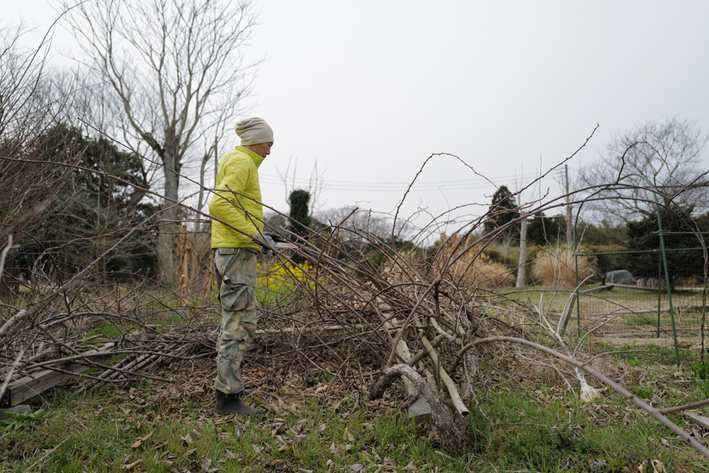 キウイの剪定と倒壊したパーゴラの撤去、さつまいもの苗づくり