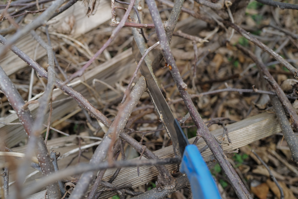 キウイの剪定と倒壊したパーゴラの撤去、さつまいもの苗づくり